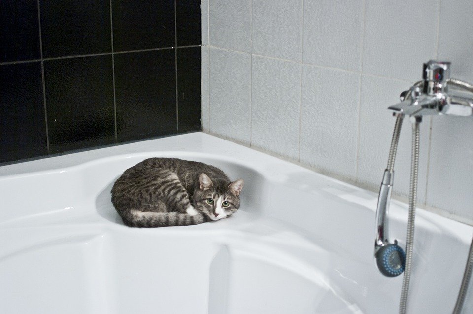 Why Does My Cat Cry When I Shower Her?