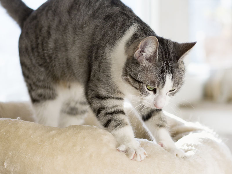 Why Do Cats Love Kneading Before Sleeping?