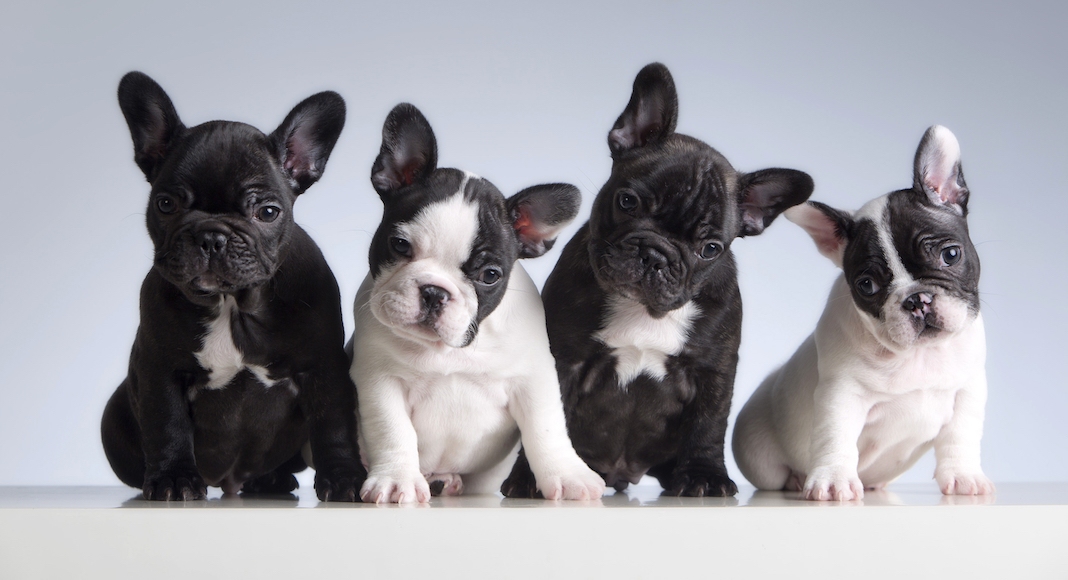 Is A French Bulldog Right For You?